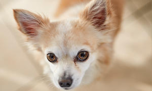 Шкірні захворювання у собак: як лікувати собаку?